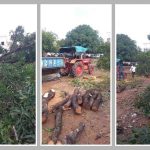 ગાંધીનગરને હરિયાળું રાખવાની ફક્ત વાતો: વર્ષો જૂનો આંબો નડતરરૂપ ન હોવા છતાં કાપી નંખાતા તંત્ર સામે રોષ