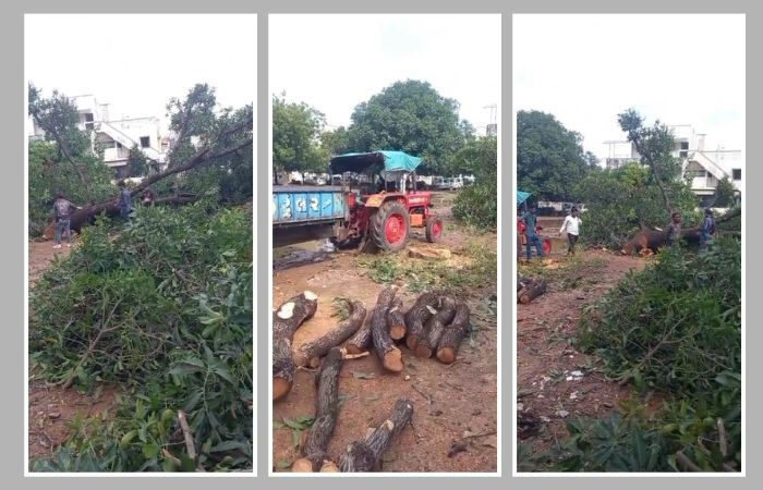 ગાંધીનગરને હરિયાળું રાખવાની ફક્ત વાતો: વર્ષો જૂનો આંબો નડતરરૂપ ન હોવા છતાં કાપી નંખાતા તંત્ર સામે રોષ ગાંધીનગરને હરિયાળું રાખવાની ફક્ત વાતો: વર્ષો જૂનો આંબો નડતરરૂપ ન હોવા છતાં કાપી નંખાતા તંત્ર સામે રોષ